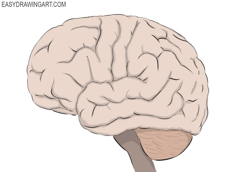 Brain Coloring Page easy