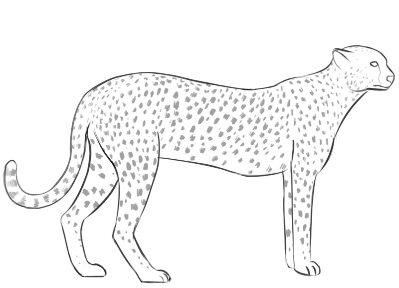 Cheetah Coloring Pages