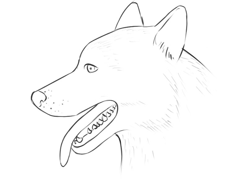 Dog face coloring pages