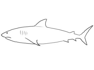 Shark Coloring Page